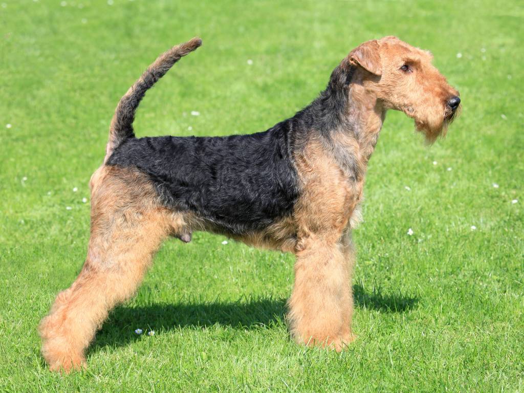 Airedale terrier