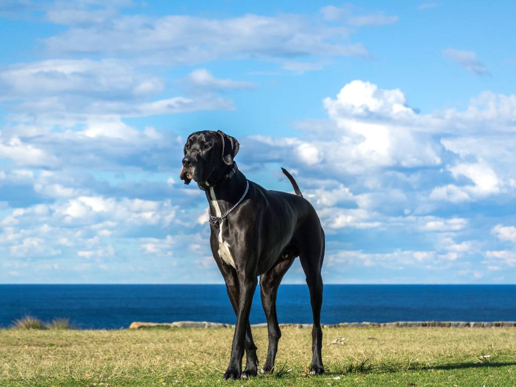 Dog argentynski